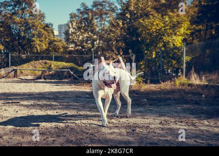 Wunderschöner weißer Staff Terrier, der auf dem Hundetrainingsgelände spielt. Gefährliche Hunderasse. Gesundes und aktives Haustier Stockfoto