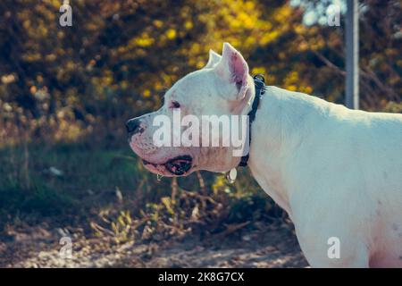 Wunderschöner weißer Staff Terrier, der auf dem Hundetrainingsgelände spielt. Gefährliche Hunderasse. Gesundes und aktives Haustier Stockfoto