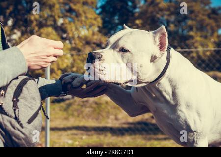 Wunderschöner weißer Staff Terrier, der auf dem Hundetrainingsgelände spielt. Gefährliche Hunderasse. Gesundes und aktives Haustier Stockfoto