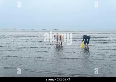 Yuzhno-Kurilsk, Russland - 03. August 2022: Die Bewohner der Kurilen sammeln bei Ebbe Meeresmuscheln, die sich im Sand verstecken Stockfoto