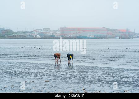 Yuzhno-Kurilsk, Russland - 03. August 2022: Frauen sammeln bei Ebbe Muscheln am Ufer vor dem Hintergrund des Hafens und der Fischverarbeitungsanlage Stockfoto