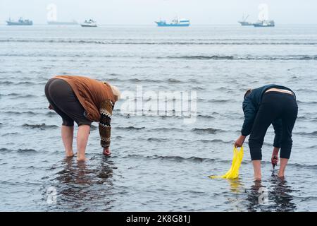 Yuzhno-Kurilsk, Russland - 03. August 2022: Bei Ebbe sammeln die Menschen auf der Insel Kunashir vor dem Hintergrund des Fischens Muscheln am Ufer Stockfoto