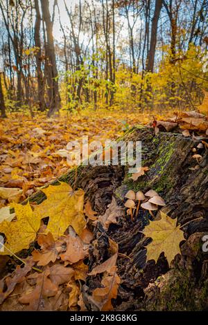 Stumpf mit Pilzen im Herbstwald Stockfoto