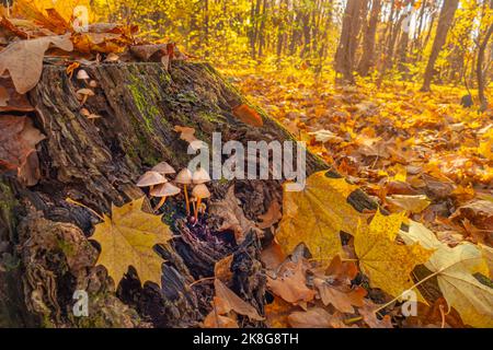 Moosiger Stumpf mit Pilzen im Herbstwald Stockfoto