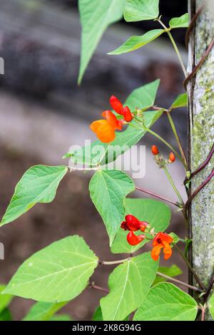 Blume auf Runner Bohne Pflanze, Phaseolus coccineus, Streamline. Stockfoto