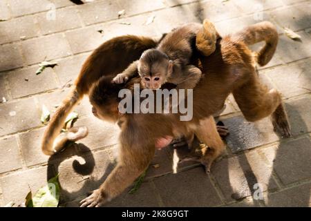 Eine Kapuzinermutter, die ihren kleinen Affen auf dem Rücken auf der Straße trägt Stockfoto