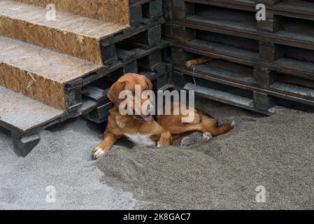 Brauner Putsch, der auf dem Boden in der Nähe der Treppe liegt, hält die Zunge fest Stockfoto