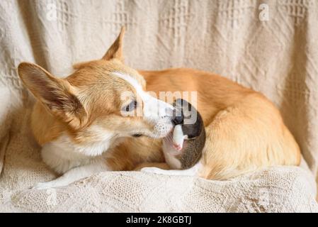 Rot und weiß Pembroke Welsh Corgi Mama Hund füttert kleinen Welpen auf Stuhl Stockfoto