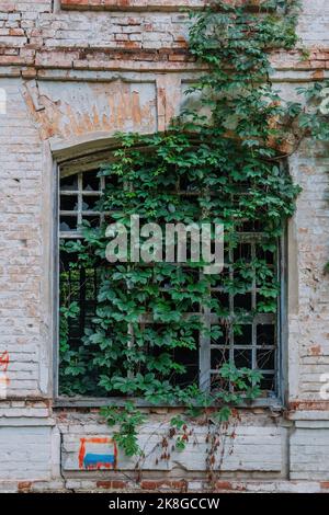 Überwuchert Fenster des zerstörten verlassenen Gebäudes Stockfoto