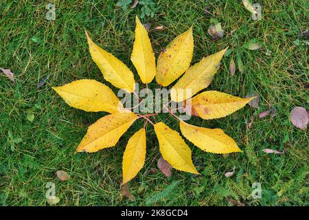 Gefallene gelbe Blätter in Sonnenfigur auf grünem Gras Hintergrund. Herbstliche Blätter. Stockfoto