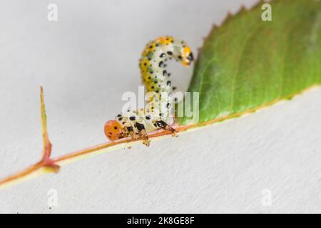 Makroaufnahme einer großen Rosenfliege (Arge ochropus) Larve auf einem pitimini-Rosenblatt, isoliert auf weißem Hintergrund Stockfoto