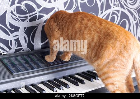 Red Kätzchen spielt mit Klaviertasten aus nächster Nähe Stockfoto
