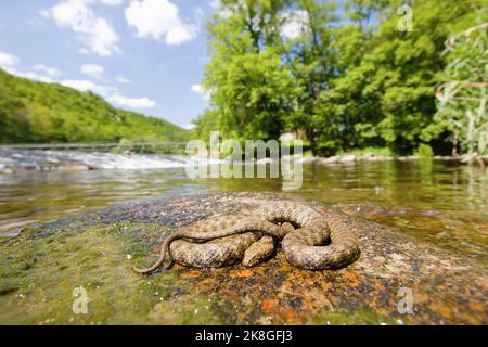 Würfeln Sie die Schlange (Natrix tessellata) auf dem Stein in der Mitte des Flusses Stockfoto