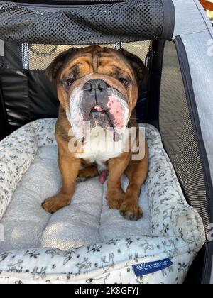 Ein großer Kopf Mastiff in einem Hundewagen auf der Straße in Brooklyn, New York. Stockfoto