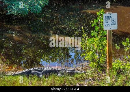 Alligator ruht auf einem Warnschild entlang der Wildness Road im Darling National Wildlife Refuge vor dem Unwettern Ian auf Sanibel Island in Florida. Stockfoto