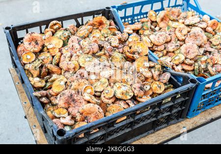 Safranmilchkappe, auch bekannt als rote Kiefernpilze (Lactarius deliciosus) in Plastikschachteln Stockfoto