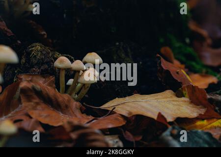 Kleine gelbe Pilze wachsen aus verfallendem Baumstumpf Stockfoto