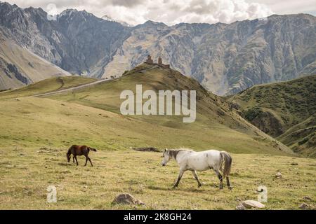 Zwei Pferde grasen auf einer Wiese mit der Gergeti Trinity Kirche im Hintergrund in Kazbegi, Georgien. Stockfoto