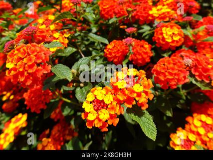 Lantana camara, Orange King, Republik Albanien Stockfoto