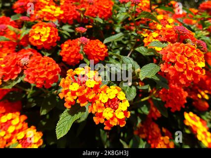 Lantana camara, Orange King, Republik Albanien Stockfoto