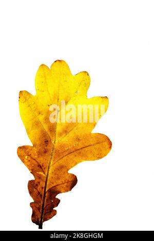 Beleuchtetes, isoliertes englisches Eichenblatt im Herbst, Nahaufnahme Stockfoto
