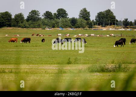 Rinder auf einem Ackerland, Niederlande Stockfoto