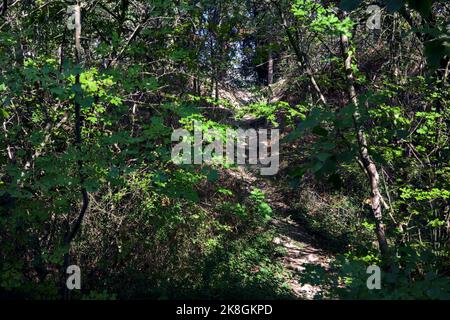 Schotterweg auf einem Damm mitten in einem Wald Stockfoto