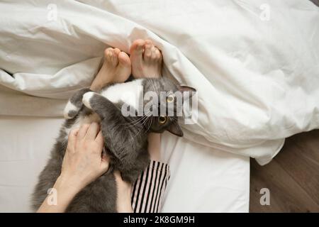 Draufsicht auf Crop anonymous barfuß Frau in gestreiften Hosen liegend auf weichem Bett mit Decke und streichelte liebenswert grau flauschige Katze Stockfoto