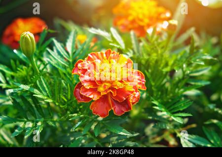Orangefarbene und rote Tageten oder Ringelblumen im heimischen Garten. Tagesetes blüht an einem sonnigen Tag auf einem grünen Hintergrund eines Hausgartens. Stockfoto