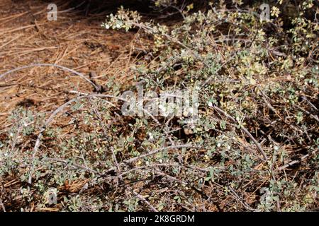 Weiße, reife, kleine globose, indehiscent drupe Frucht von Symphoricarpos Mollis, Caprifoliaceae, nativer Unterstrauch in den San Emigdio Bergen, Herbst. Stockfoto