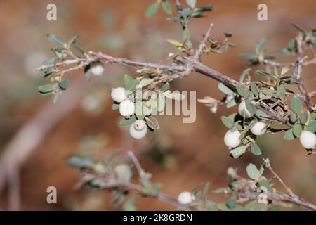 Weiße, reife, kleine globose, indehiscent drupe Frucht von Symphoricarpos Mollis, Caprifoliaceae, nativer Unterstrauch in den San Emigdio Bergen, Herbst. Stockfoto