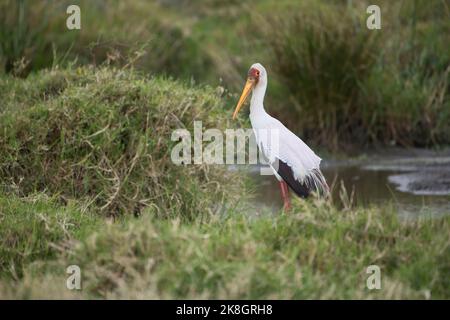 Gelb-billed Storch (Mycteria Ibis) Stockfoto