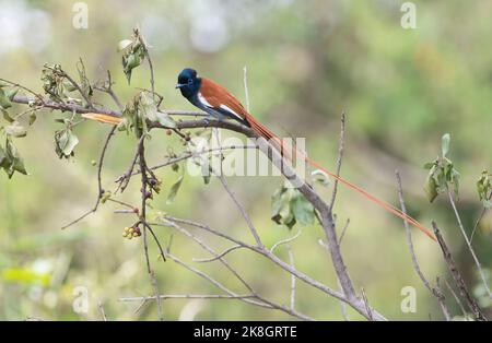 Männlicher Afrikanischer Paradiesflieger (Terpsiphone viridis), der den langen Mittelschwanz zeigt. Dies ist die rufous Farbe Morph, eine weiße kommt auch vor. Stockfoto