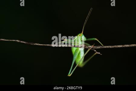 Makro einer grünen Heuschrecke, die an einem Ast festhält, Minimalismus, Kopierraum, horizontaler, dunkler Hintergrund Stockfoto