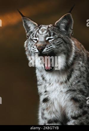 Ein junger Luchs sieht beim Gähnen lustig aus, kupferfarbener Hintergrund ( Bild 2 von 3) Stockfoto