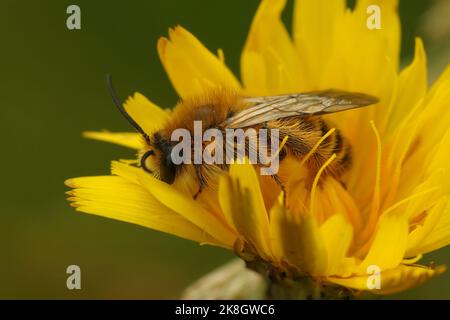 Detaillierte Nahaufnahme einer männlichen Pantaloon-Biene, Dasypoda hirtipes auf einer gelben Blume Stockfoto