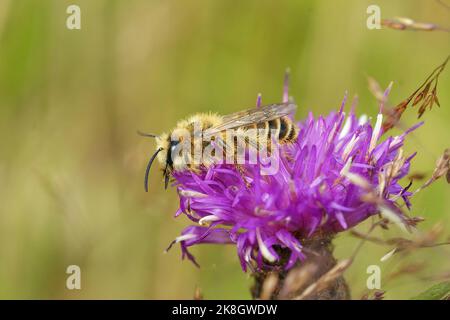 Detaillierte Nahaufnahme einer haarigen männlichen Pantaloon-Biene, Dasypoda hirtipes, die auf einer violetten Knospenblüte sitzt Stockfoto