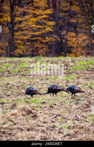 Männliche Wilde Truthähne (Meleagris galopavo) in einem Wisconsin-Feld, vertikal Stockfoto