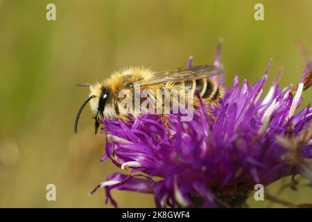 Detaillierte Nahaufnahme einer haarigen männlichen Pantaloon-Biene, Dasypoda hirtipes, die auf einer violetten Knospenblüte sitzt Stockfoto