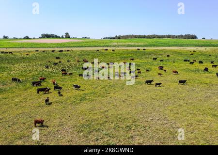 Kühe, die mit natürlichen Weiden aufgezogen wurden, Fleischproduktion in der argentinischen Landschaft, Provinz La Pampa, Argentinien. Stockfoto