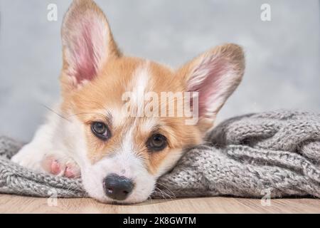 Entzückender kleiner Welpe welsh Corgi pembroke legt auf Wollschal und schaut auf den Rahmen das große Porträt. 2 Monate Stockfoto