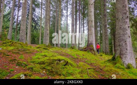 Frau in rot oben, die einen hohen Baum in einem Wald mit viel grünem Moos aufschaut Stockfoto