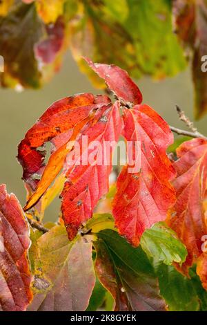Laub Herbst schliessen Parrotia persica Persian Ironwood Rot, Blätter, Zweig Persian Parrotia, Persian Hexe Hazel Stockfoto