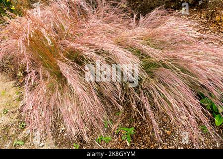 Schizachyrium scoparium 'The Blues', Little Bluestem, Herbstbronze Stockfoto