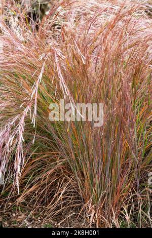 Schizachyrium, Herbst, Little Bluestem, Schizachyrium scoparium 'The Blues', Hardy, Pflanze, Gras, Garten Stockfoto