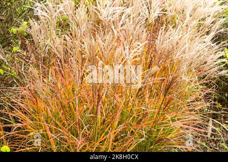 Zwergjungfrauengras, Herbst, 'Ferner Osten', Miscanthus, Mädchengras, Miscanthus sinensis Herbstfärbung Stockfoto