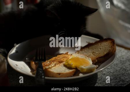 Katze isst vom Teller. Haustier auf dem Tisch. Tier stiehlt Nahrung. Schwarze Katze zu Hause. Stockfoto