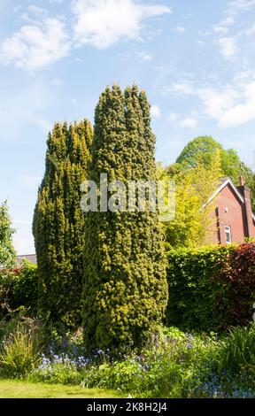 Eibe Taxus whipplei fastigiata und fastigiata aureomarginata auch irische Yew genannt. Beide sind konisch Säulig weibliche Eibe und sind vollkommen winterhart Stockfoto