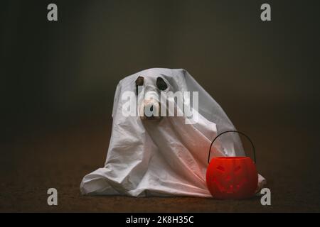 Hund gekleidet wie Geist stehend in gruselig nebligen Wald mit Kürbis-Form Eimer am Abend. Halloween-Konzept. Stockfoto
