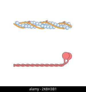 Wissenschaftliche Gestaltung der Aktin- und Myosin-Struktur. Bunte Symbole. Vektorgrafik. Stock Vektor